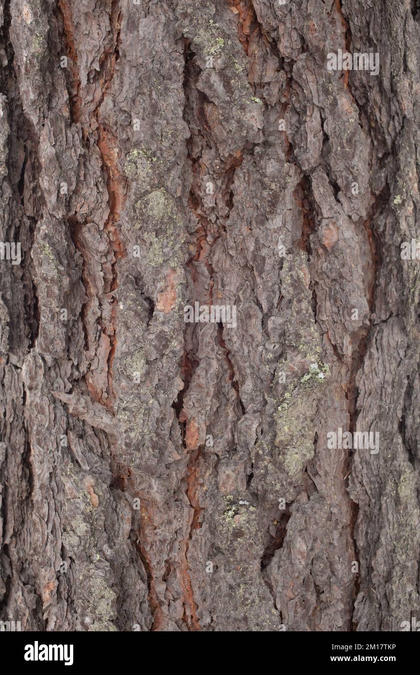 L'écorce d'un pin ponderosa, Pinus ponderosa subsp. ponderosa, à Troy, Montana. Le jeune pin ponderosa a une apparence brun foncé à presque noir Banque D'Images
