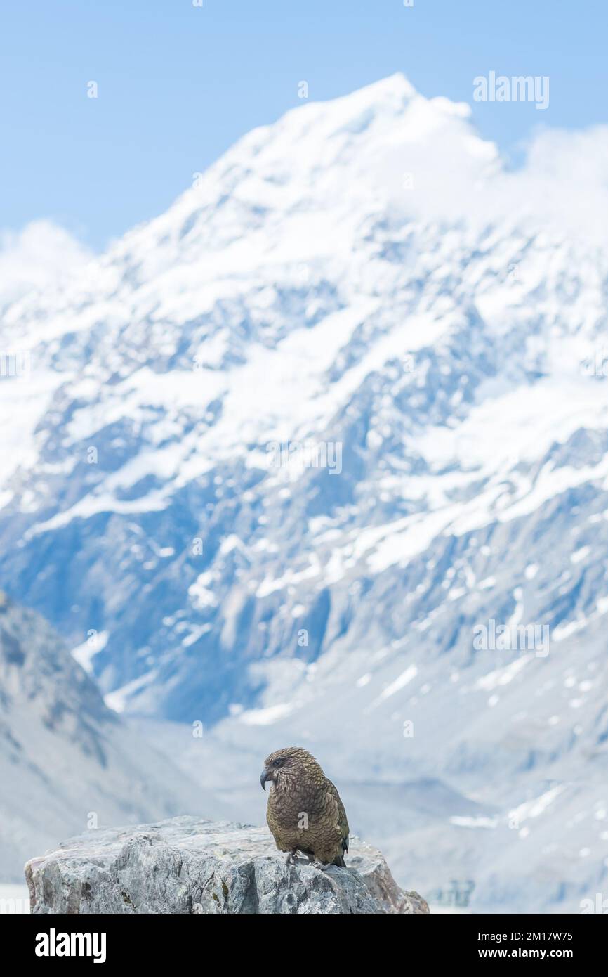 Kea est un oiseau populaire en Nouvelle-Zélande Banque D'Images