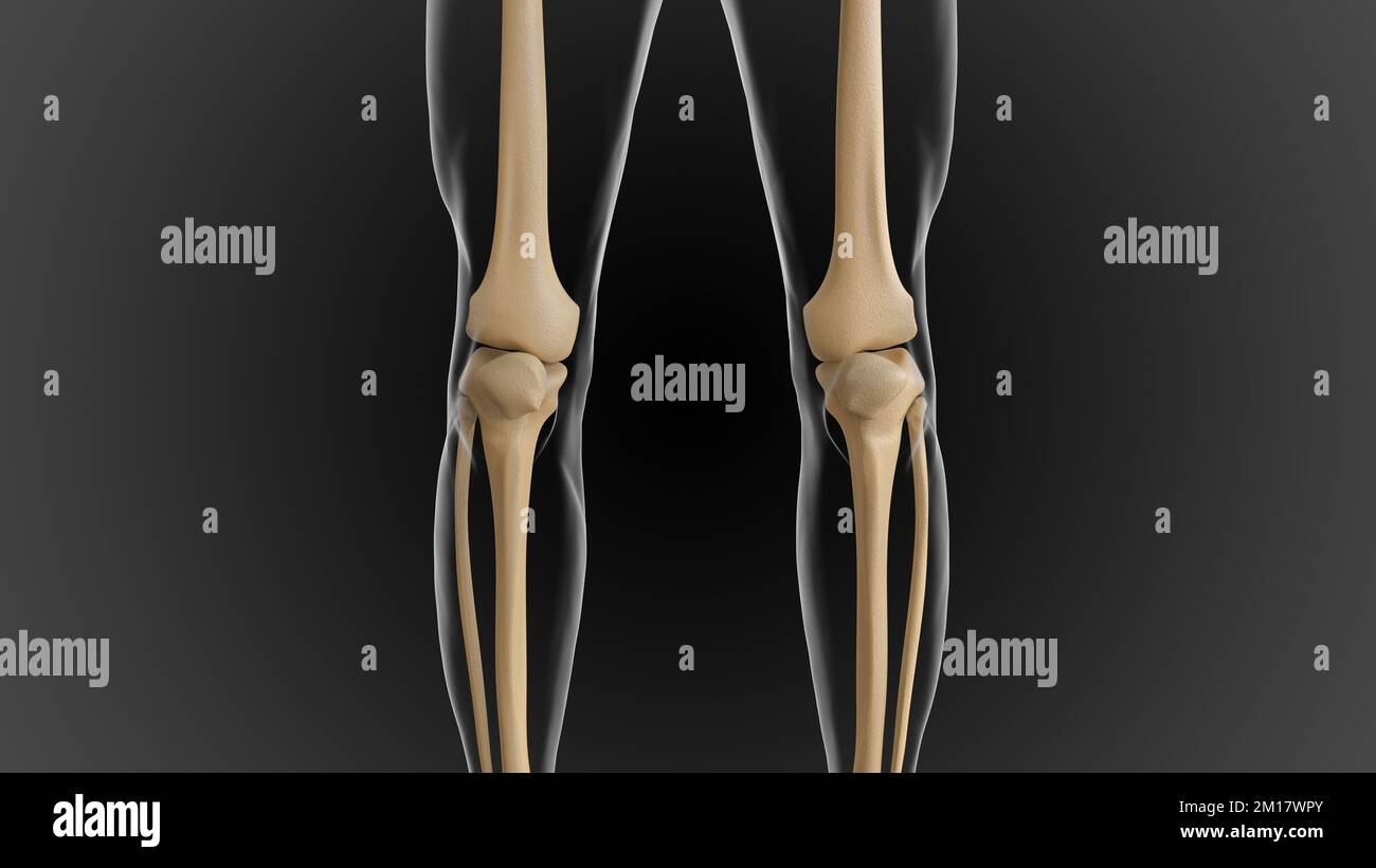 Le squelette osseux est divisé en 2 parties squelette axial et squelette appendiculaire 3D illustration Banque D'Images
