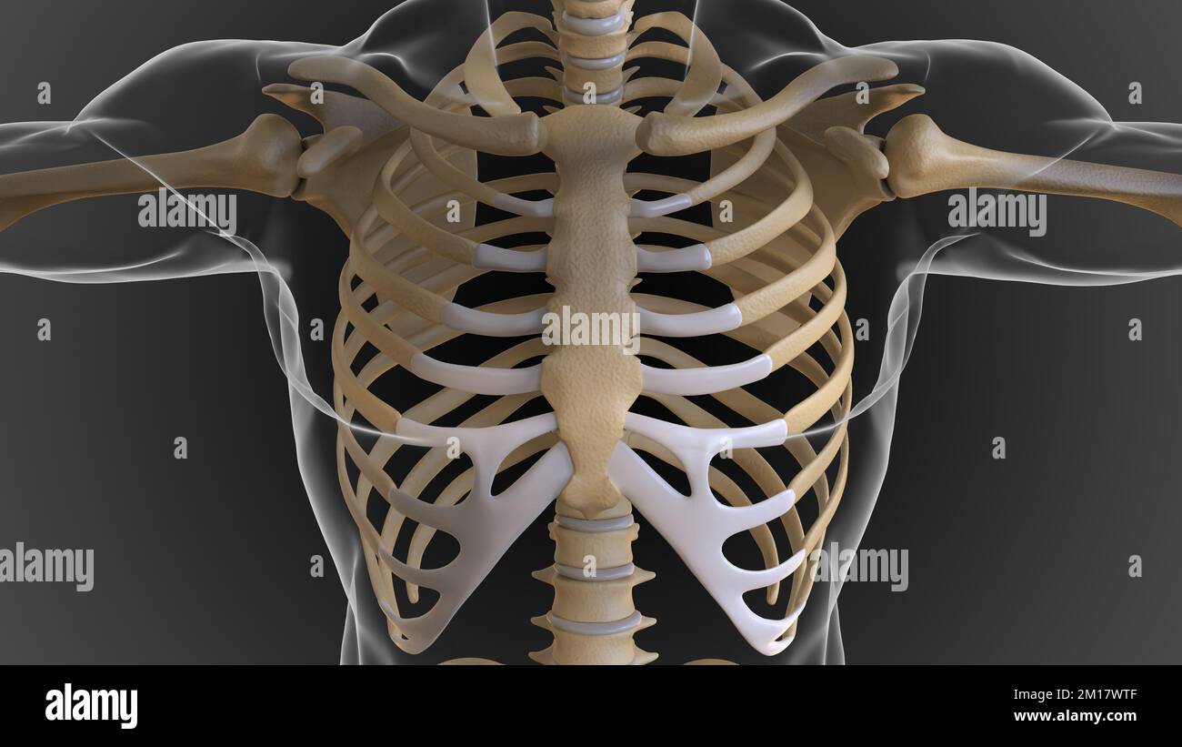 Le squelette osseux est divisé en 2 parties squelette axial et squelette appendiculaire 3D illustration Banque D'Images