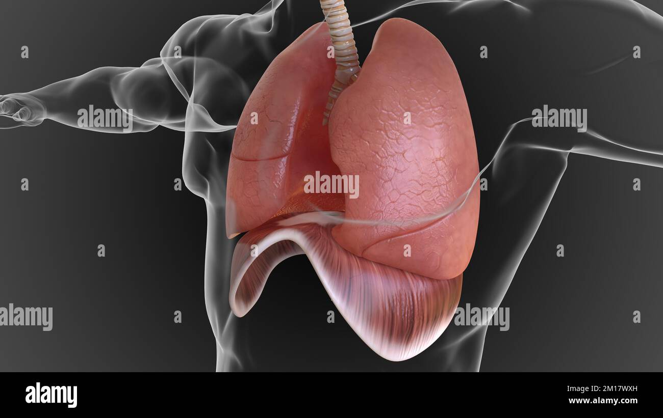Les poumons humains et le système respiratoire permettent à l'oxygène