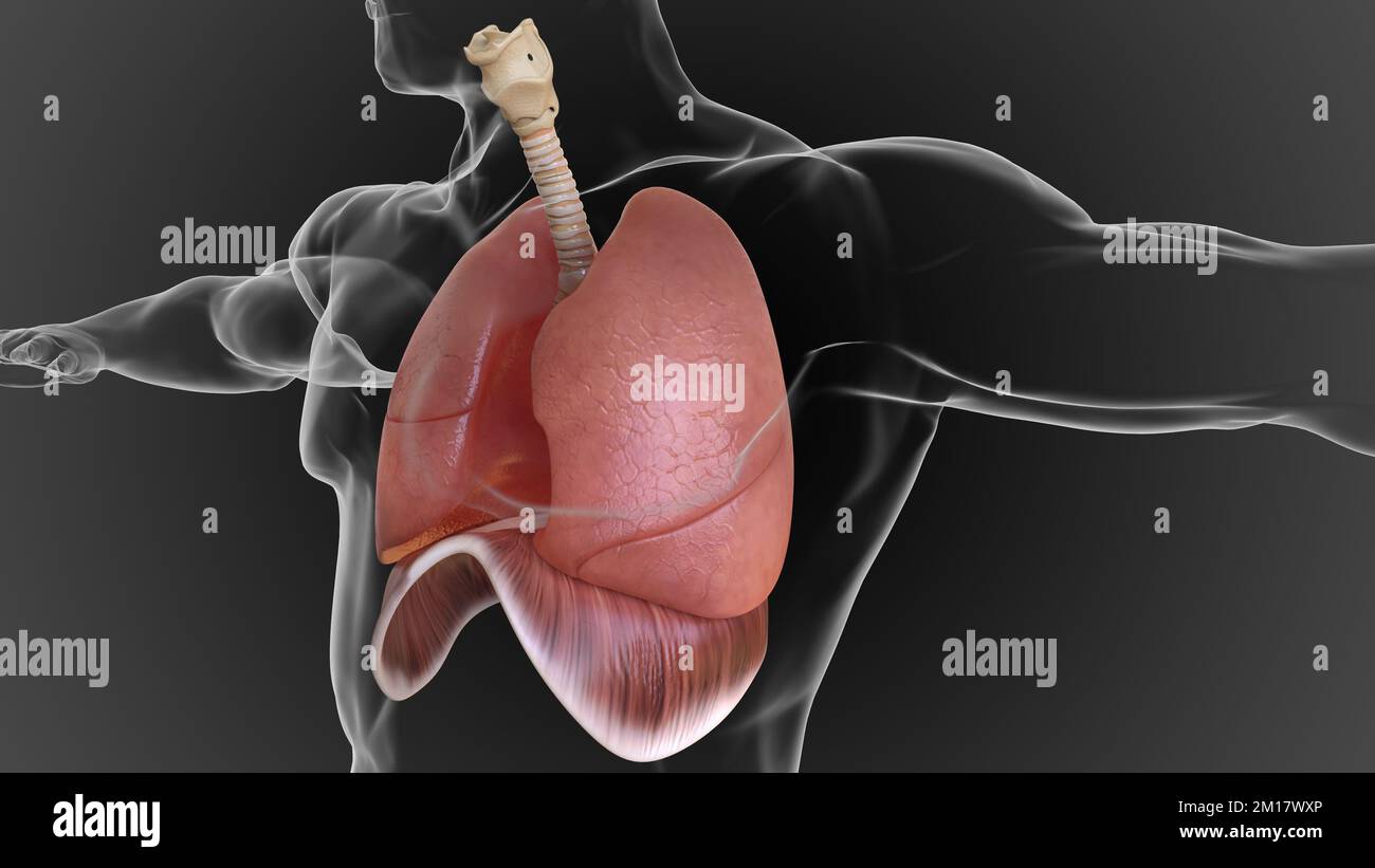 Les poumons humains et le système respiratoire permettent à l'oxygène