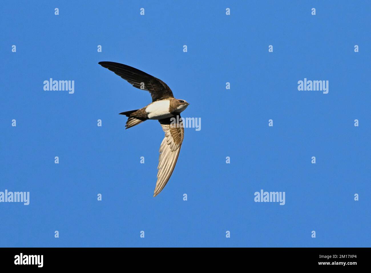 Alpine SWIFT (Apus melba), adulte, en vol, Suisse, Europe Banque D'Images