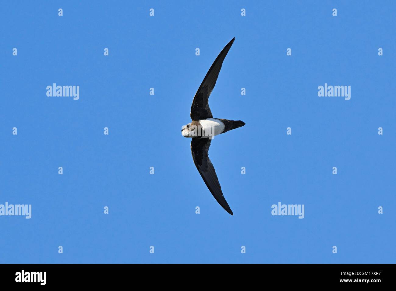 Alpine SWIFT (Apus melba), adulte, en vol, Suisse, Europe Banque D'Images