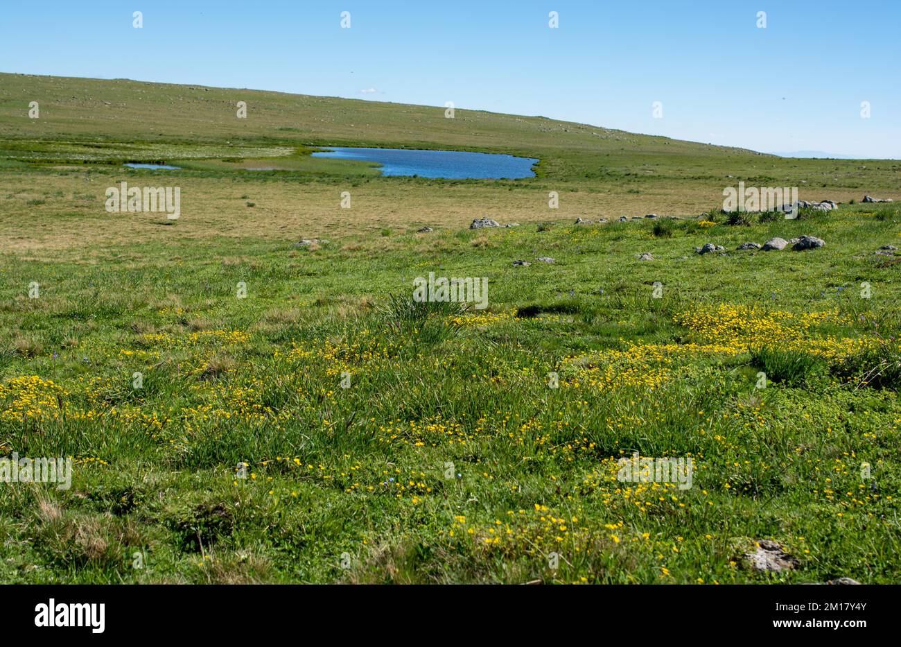 Herbe sauvage au bord de l'étang sur les hautes terres à Artvin en Turquie Banque D'Images