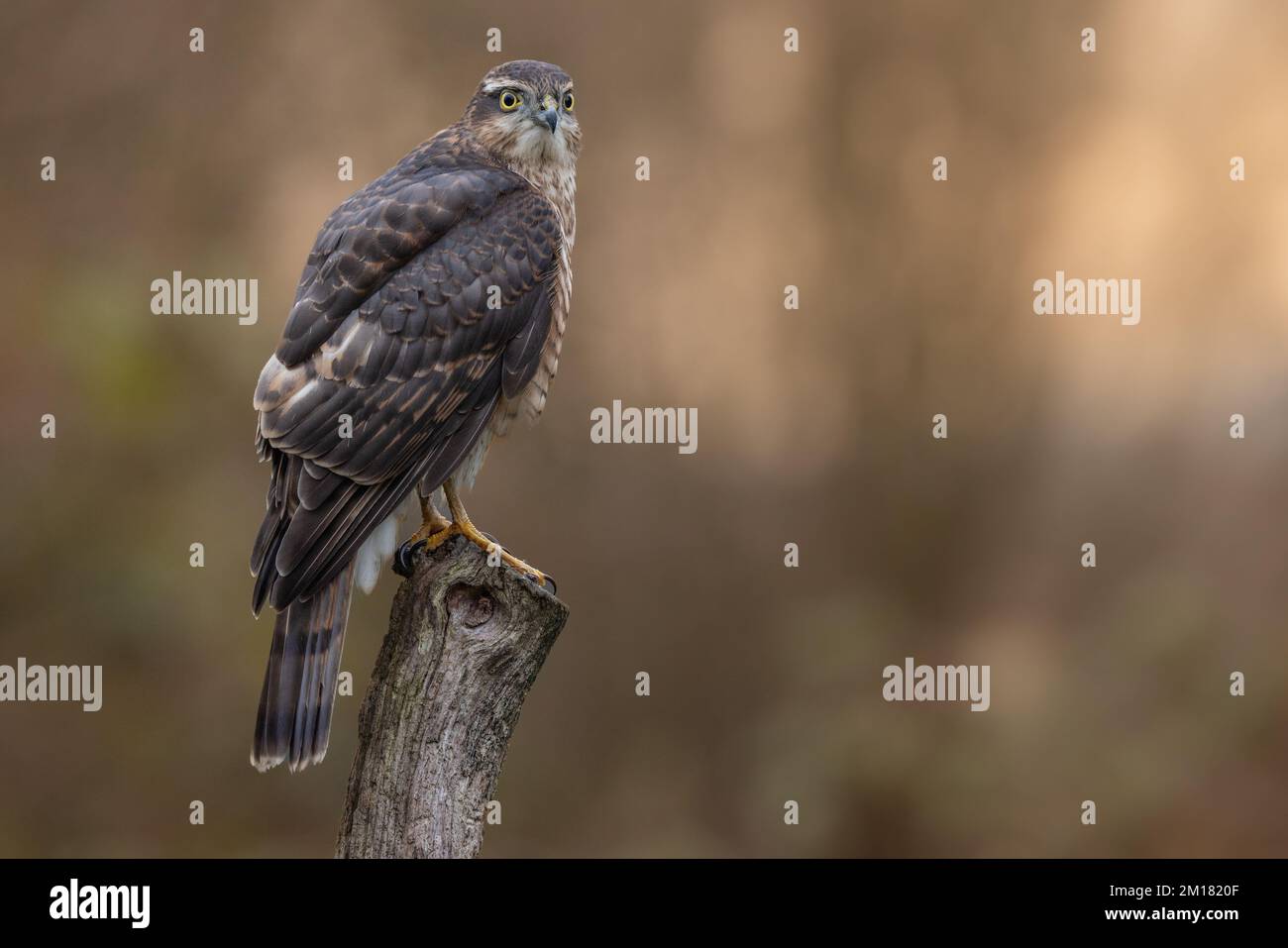Oiseau de proie juvénile mâle Sparrowhawk. faucon sauvage au Royaume-Uni photographié dans le West Yorkshire Banque D'Images