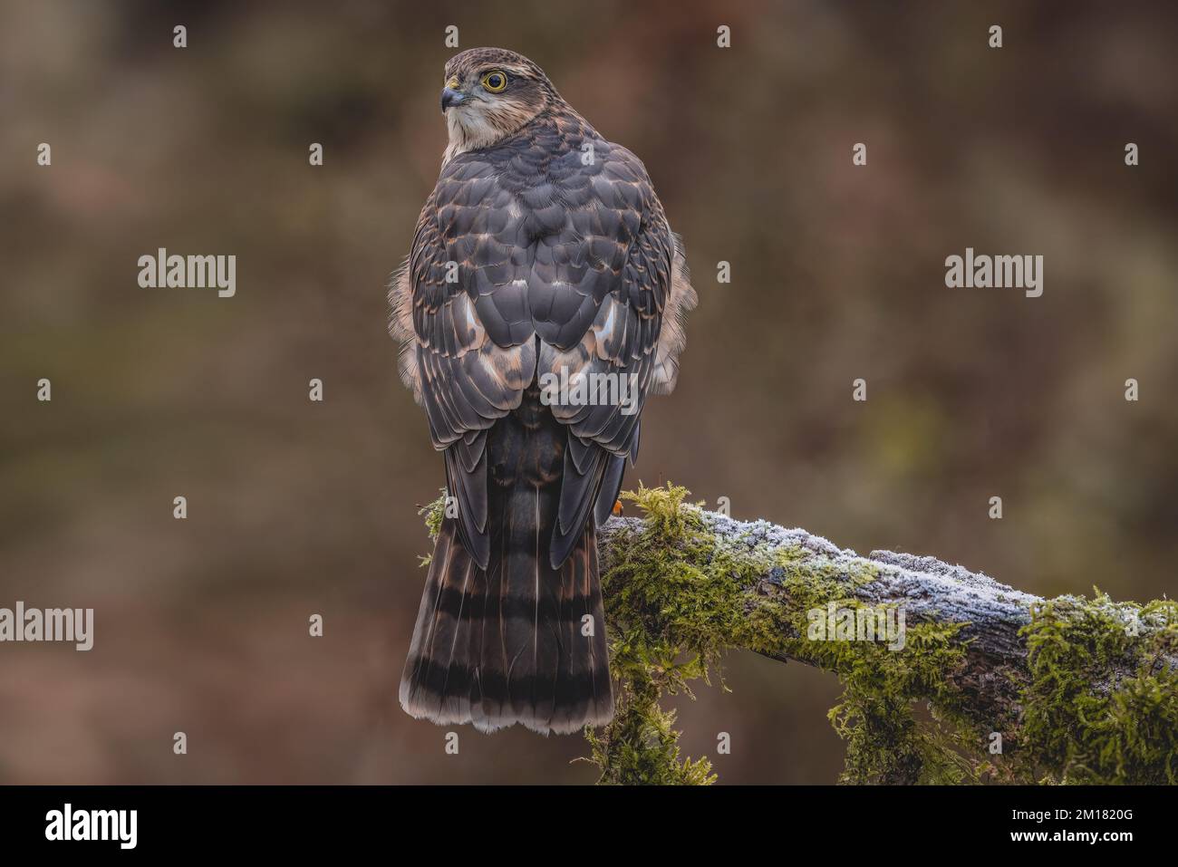 Oiseau de proie juvénile mâle Sparrowhawk. faucon sauvage au Royaume-Uni photographié dans le West Yorkshire Banque D'Images