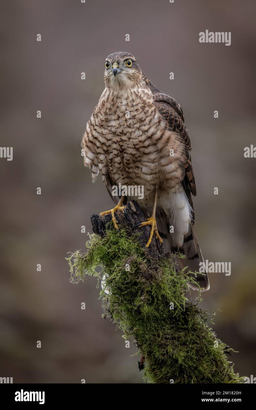Oiseau de proie juvénile mâle Sparrowhawk. faucon sauvage au Royaume-Uni photographié dans le West Yorkshire Banque D'Images