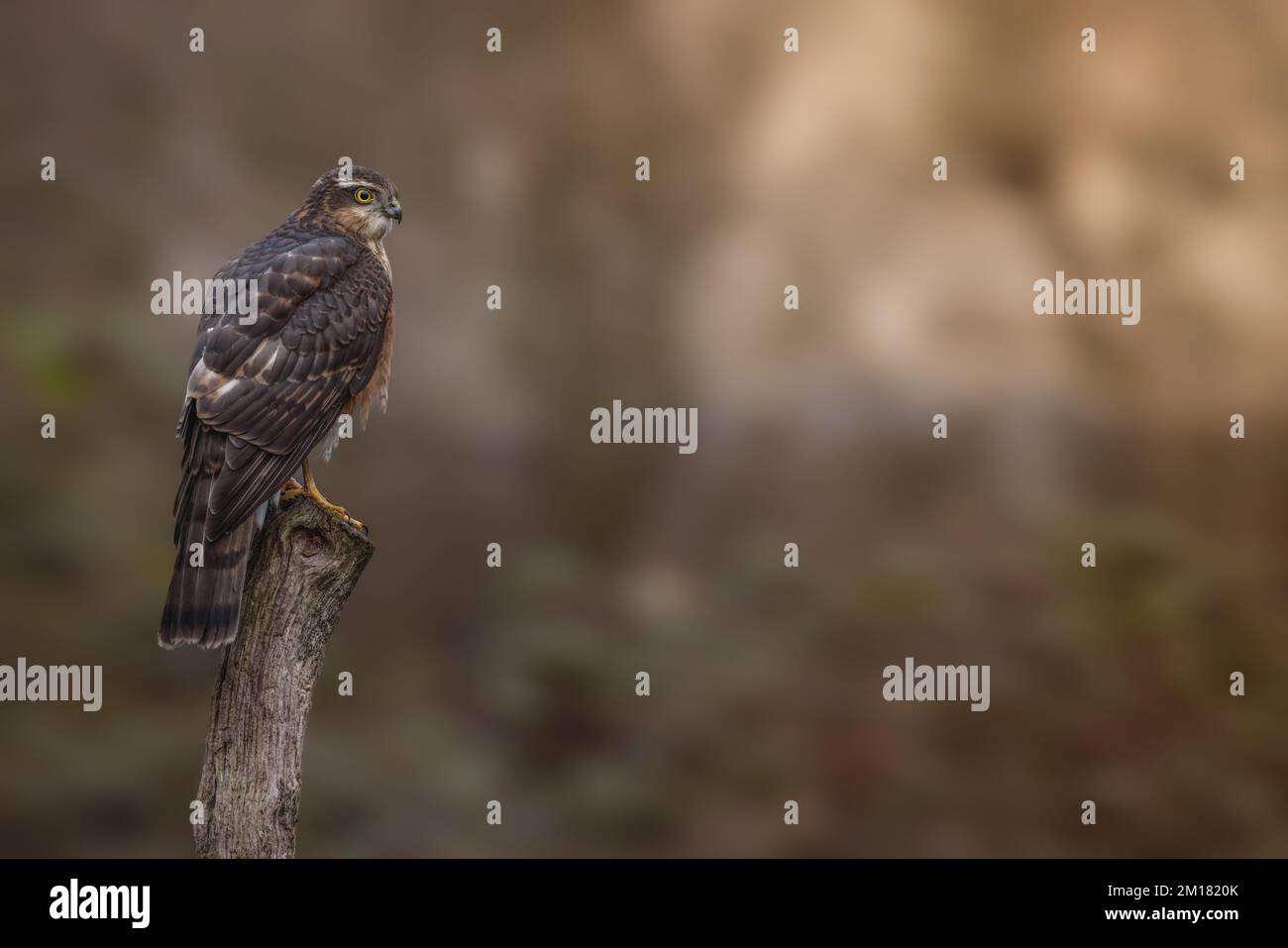Oiseau de proie juvénile mâle Sparrowhawk. faucon sauvage au Royaume-Uni photographié dans le West Yorkshire Banque D'Images