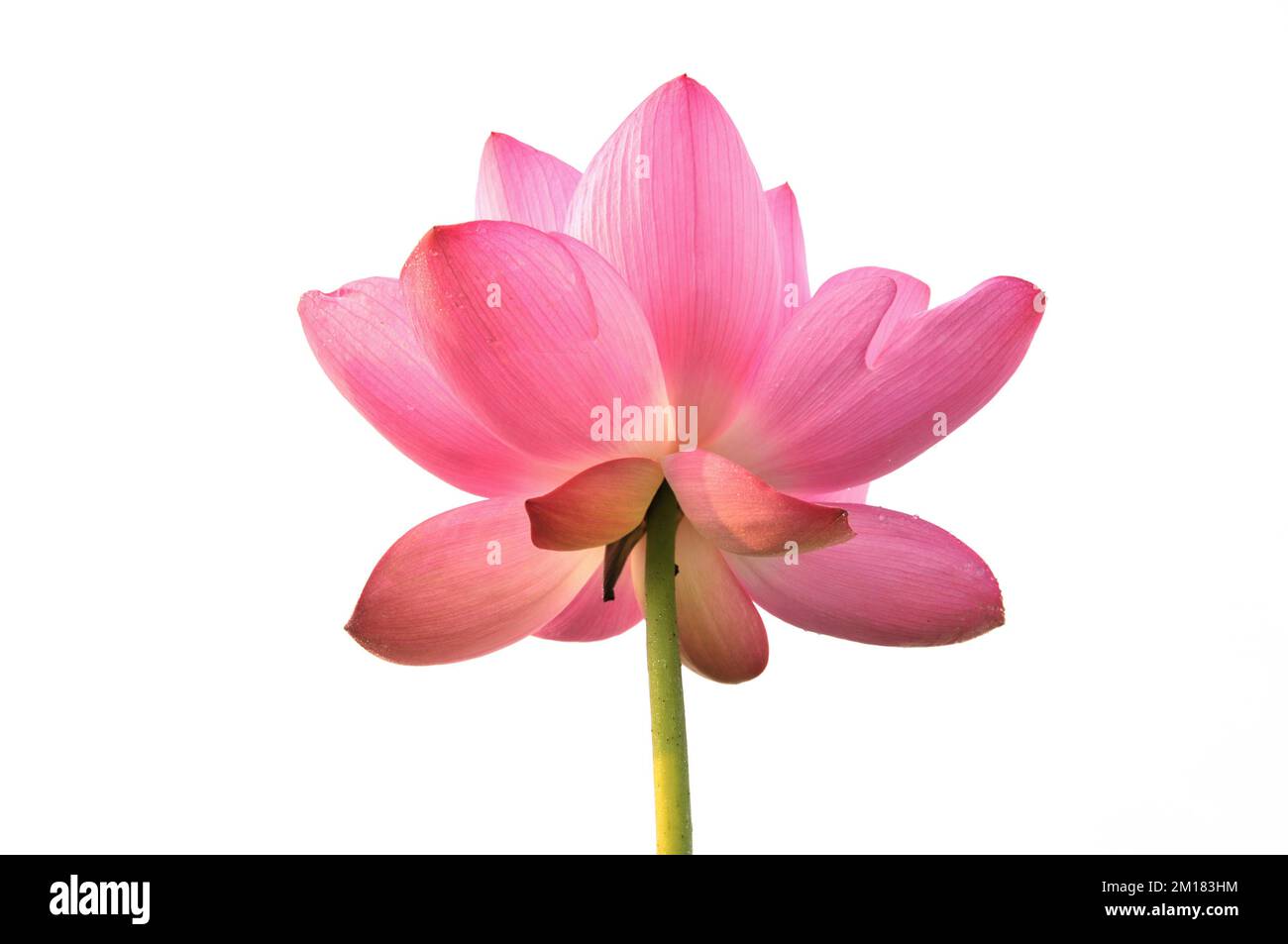 Fleurs de lotus blossom in pond Banque D'Images