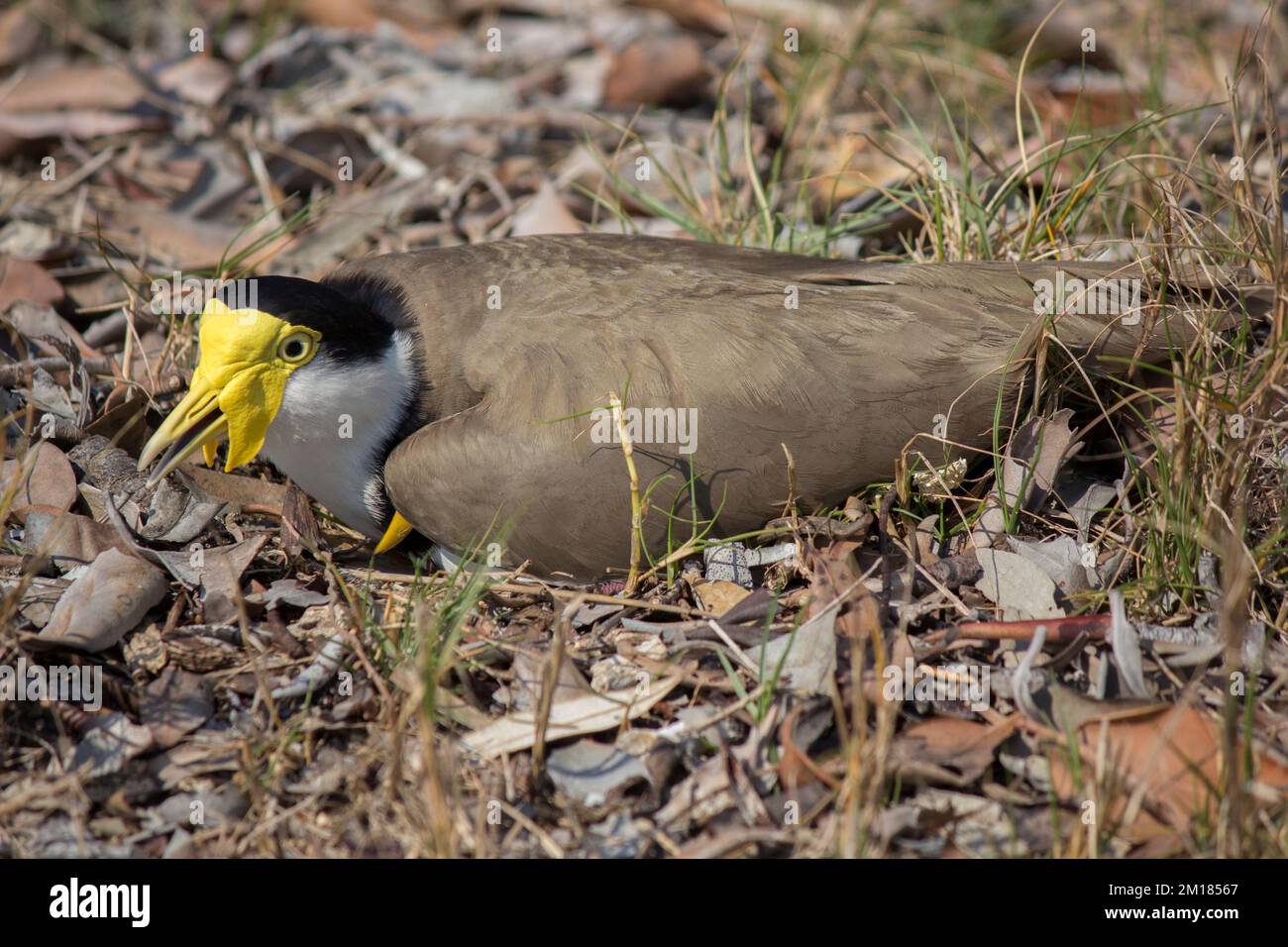 Masqué Lapwing sur son nid appelle à avertir son compagnon de la présence d'un humain.Vanellus miles Tin CAN Bay Australie Banque D'Images