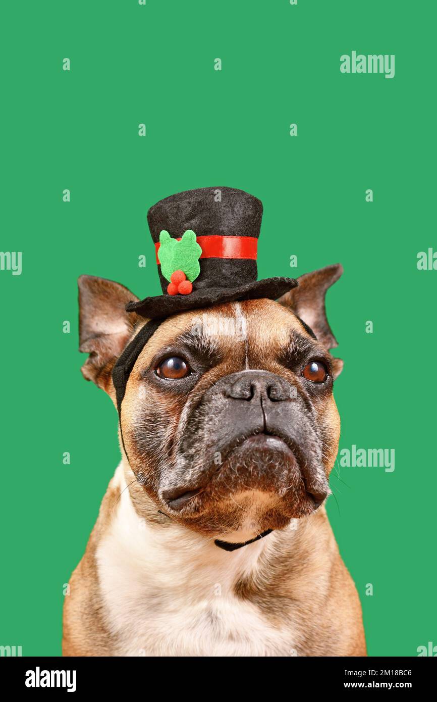 Bulldog français avec chapeau bonhomme de neige devant un fond vert Banque D'Images Bulldog français avec chapeau bonhomme de neige devant un fond vert Banque D'Images