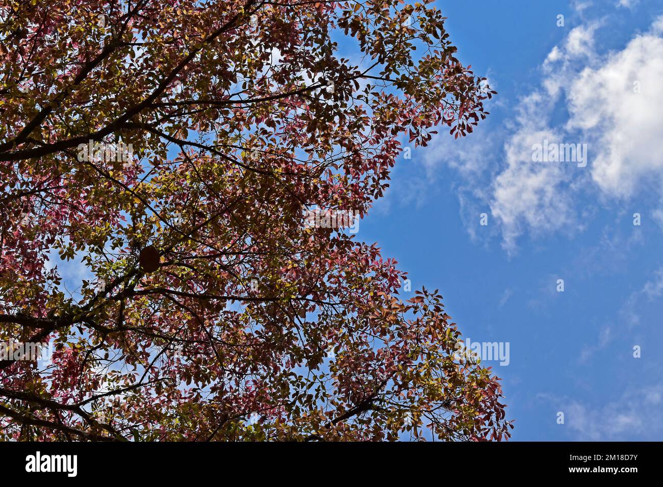 Feuilles d'arbre de pot de singe (Lecythis pisis) et ciel bleu Banque D'Images