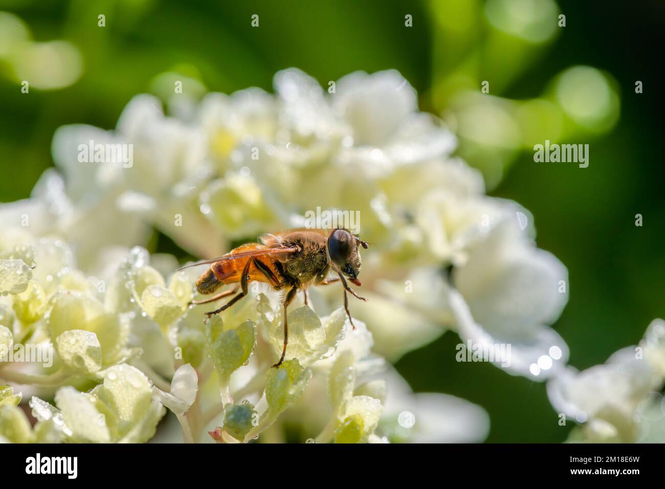 Macro d'un aéroglisseur sur une fleur blanche d'une fleur Banque D'Images
