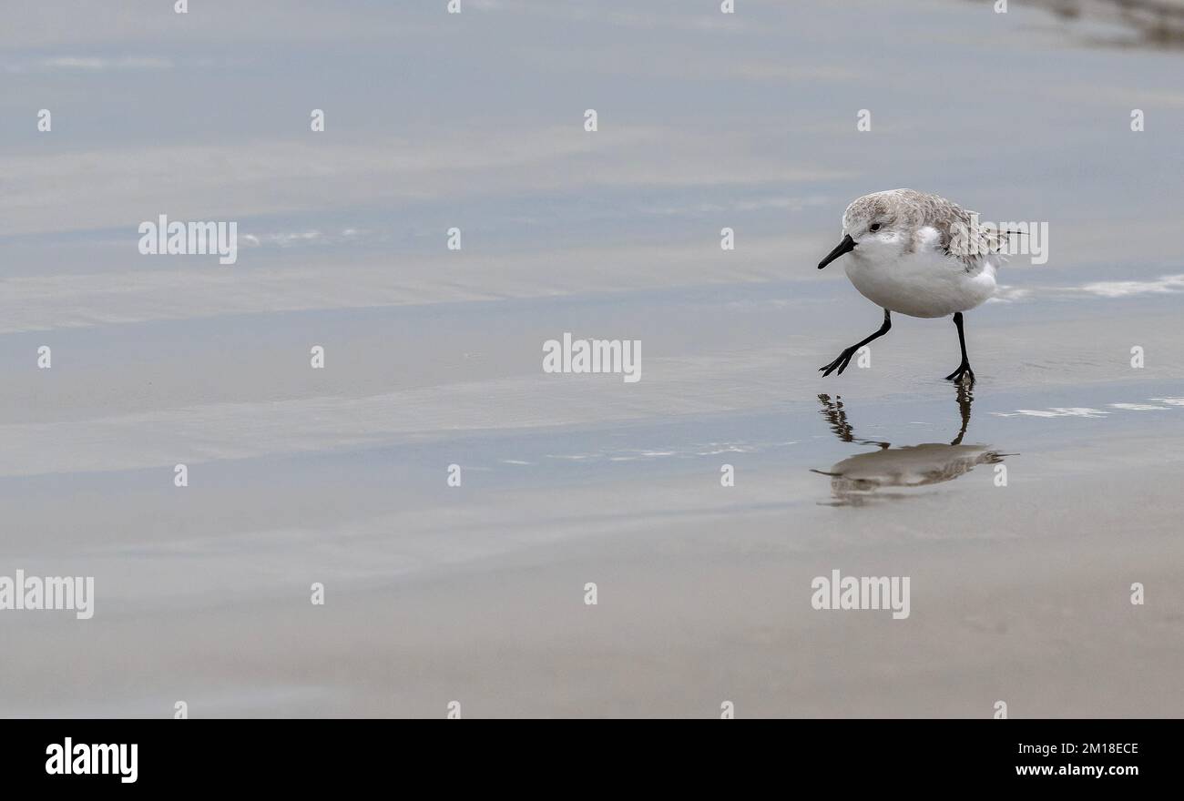 Sanderling, Calidris alba, se nourrissant le long du rivage sablonneux en hiver. Banque D'Images