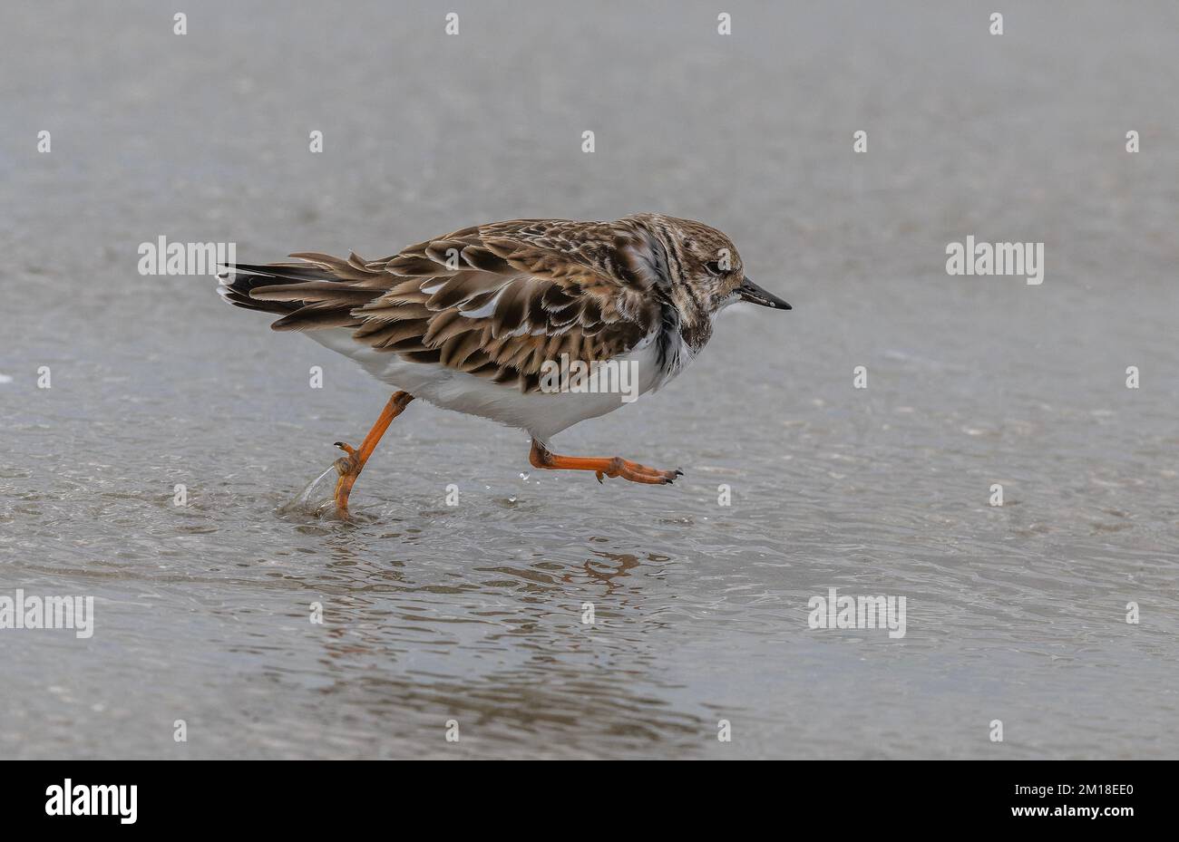 Turnstone, Arenaria interprés, en plumage d'hiver, se nourrissant le long du rivage sur une plage de sable. Banque D'Images