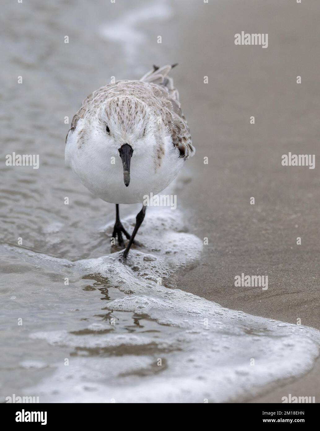 Sanderling, Calidris alba, se nourrissant le long du rivage sablonneux en hiver. Banque D'Images