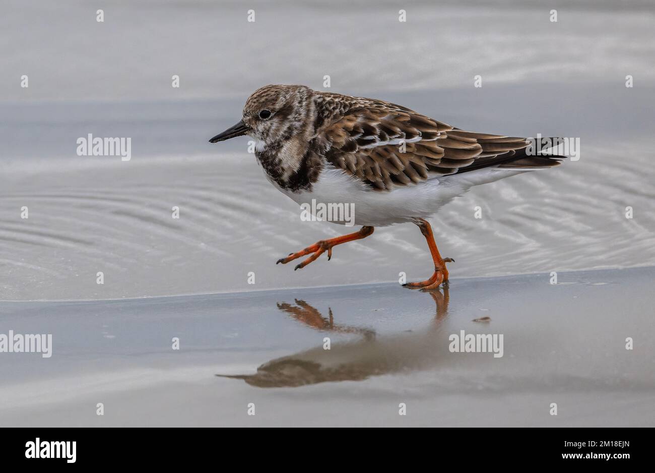 Turnstone, Arenaria interprés, en plumage d'hiver, se nourrissant le long du rivage sur une plage de sable. Banque D'Images
