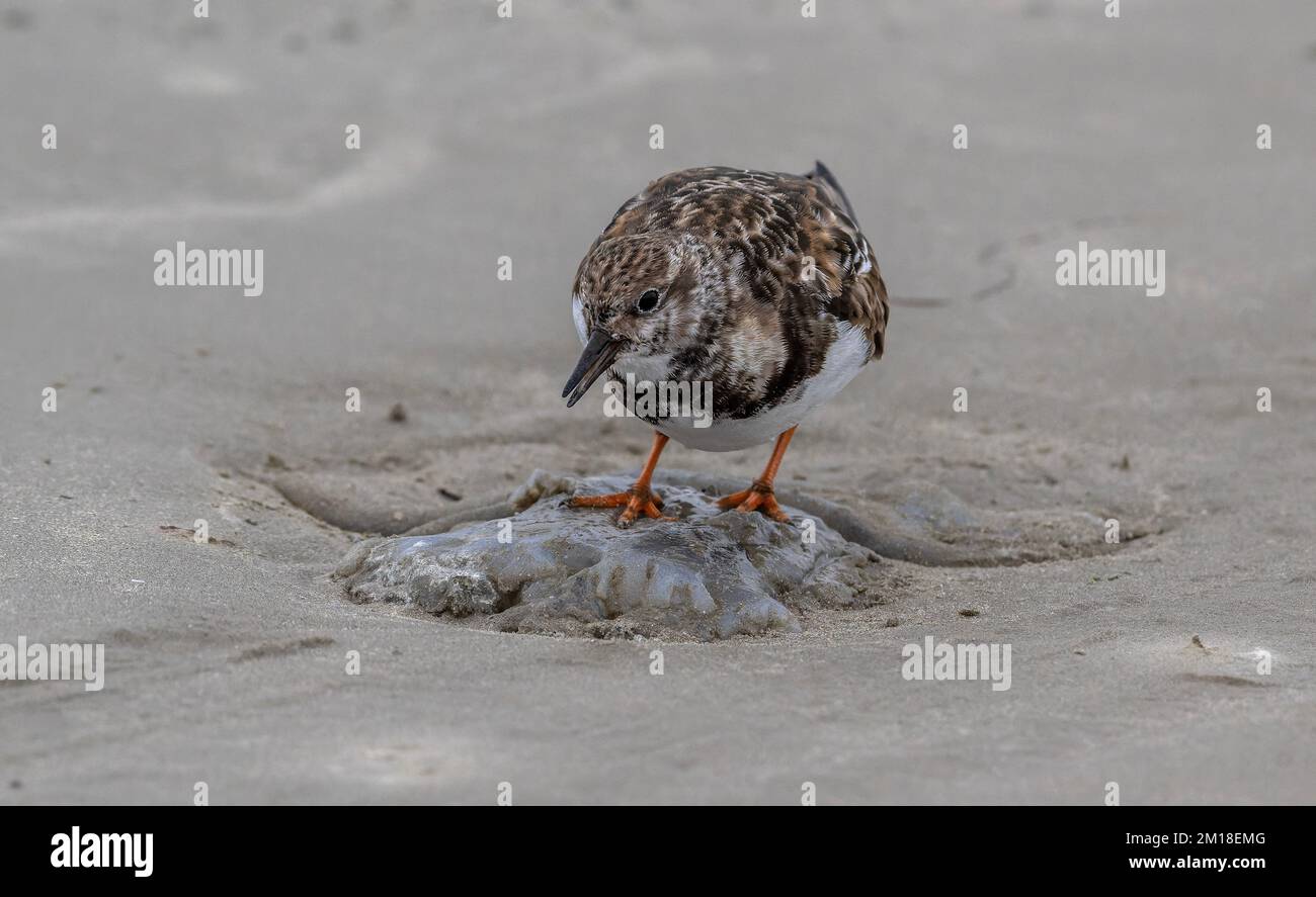 Turnstone, Arenaria interprés, en plumage d'hiver, se nourrissant de méduses de lune délavées, Aurelia aurita, sur une plage de sable. Texas. Banque D'Images