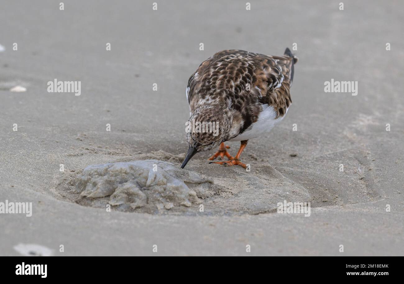 Turnstone, Arenaria interprés, en plumage d'hiver, se nourrissant de méduses de lune délavées, Aurelia aurita, sur une plage de sable. Texas. Banque D'Images