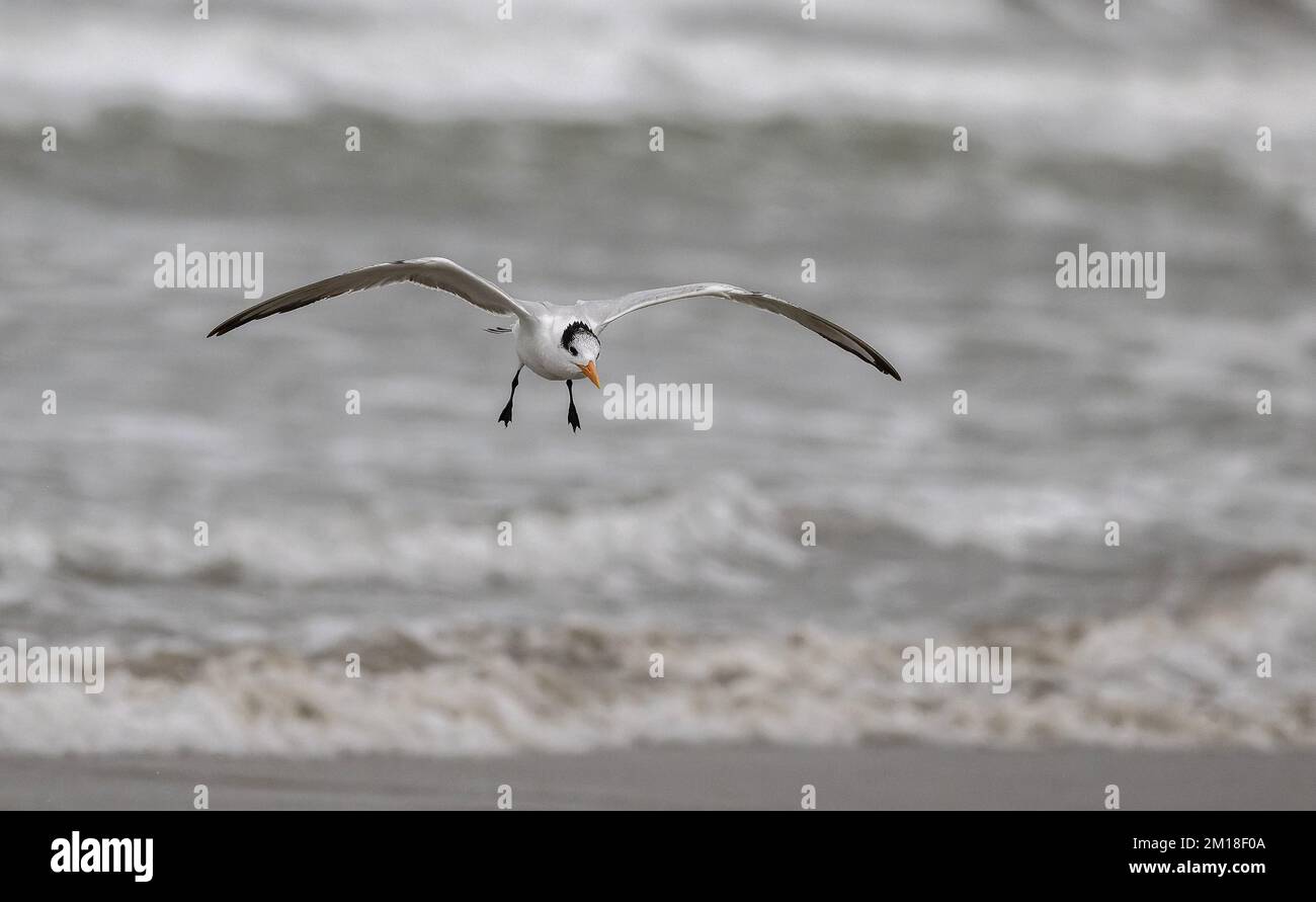 Royal tern, Thalasseus maximus, en vol en hiver, Texas. Banque D'Images