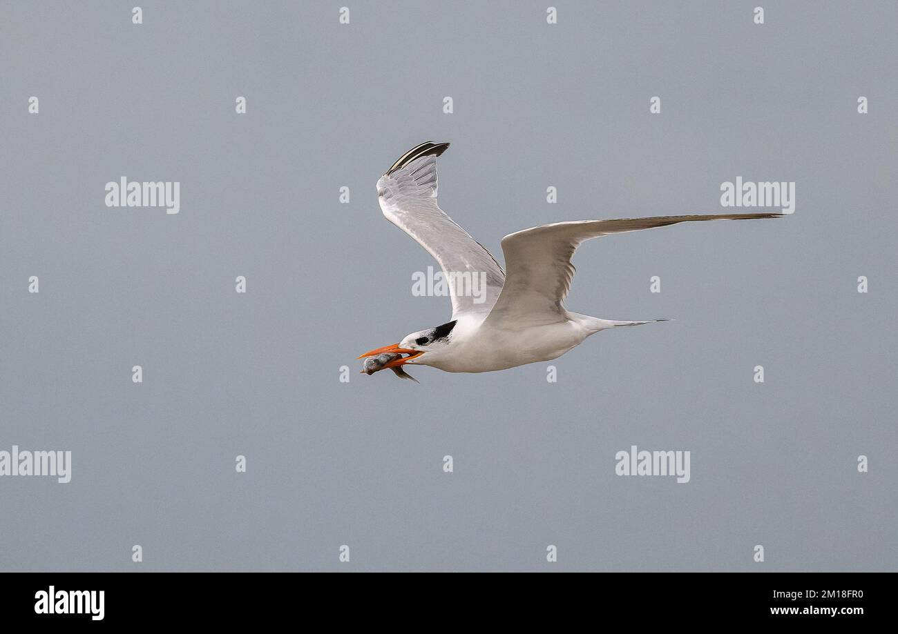 Royal tern, Thalasseus maximus, en vol, portant des proies de poisson, en hiver, Texas. Banque D'Images