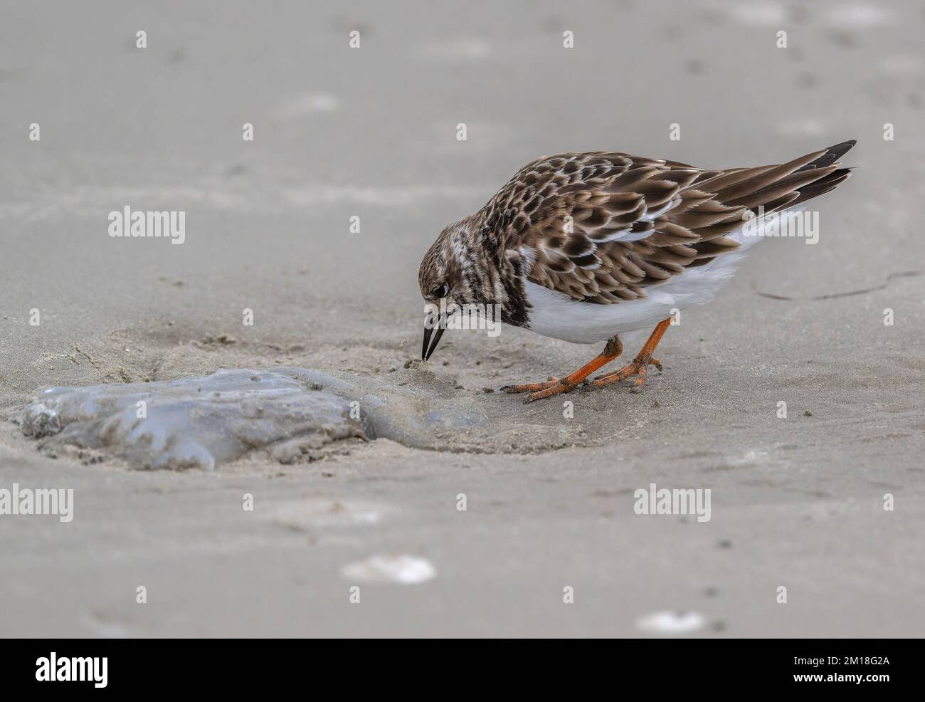 Turnstone, Arenaria interprés, en plumage d'hiver, se nourrissant de méduses de lune délavées, Aurelia aurita, sur une plage de sable. Texas. Banque D'Images