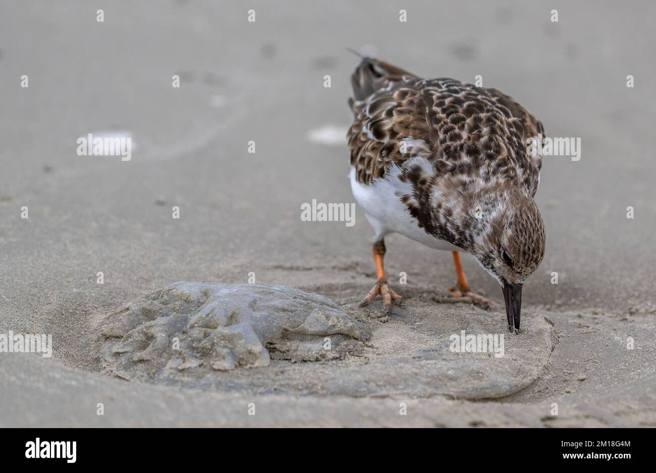 Turnstone, Arenaria interprés, en plumage d'hiver, se nourrissant de méduses de lune délavées, Aurelia aurita, sur une plage de sable. Texas. Banque D'Images