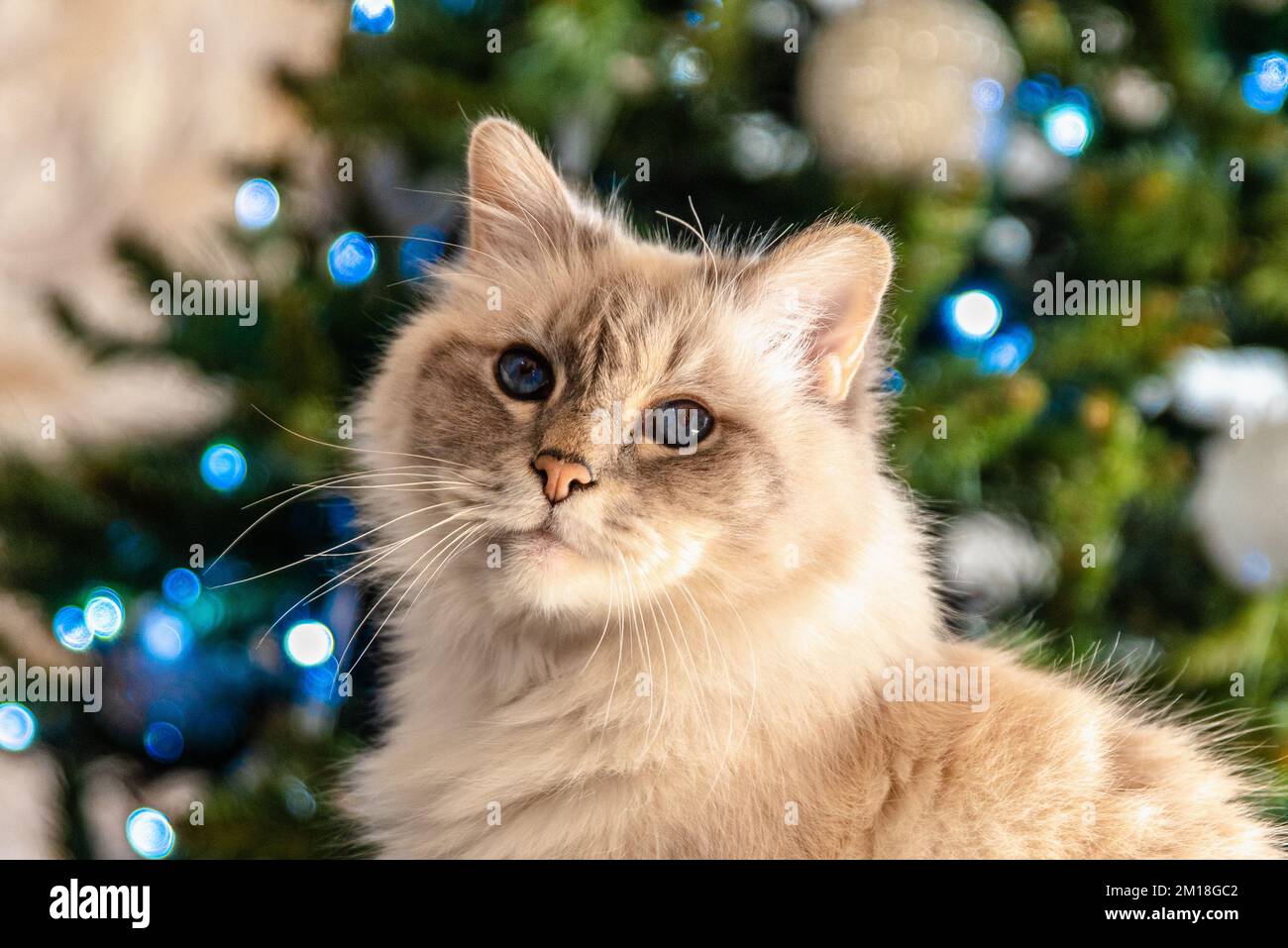 Le chat sacré de la Birmanie, une créature merveilleuse Banque D'Images