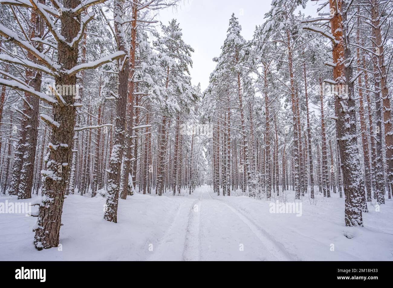 Paysage enneigé dans une forêt en hiver Banque D'Images