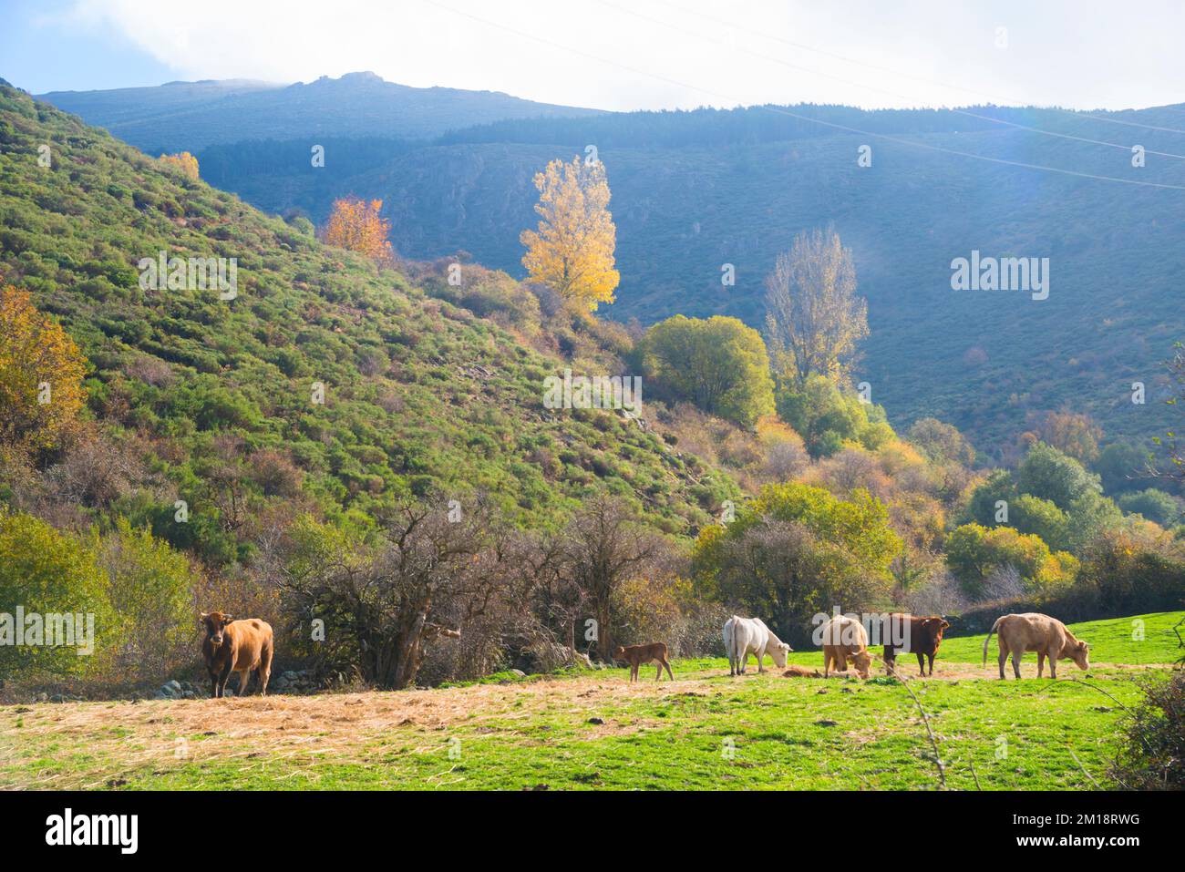 Vaches dans un pré.Somosierra, province de Madrid, Espagne. Banque D'Images