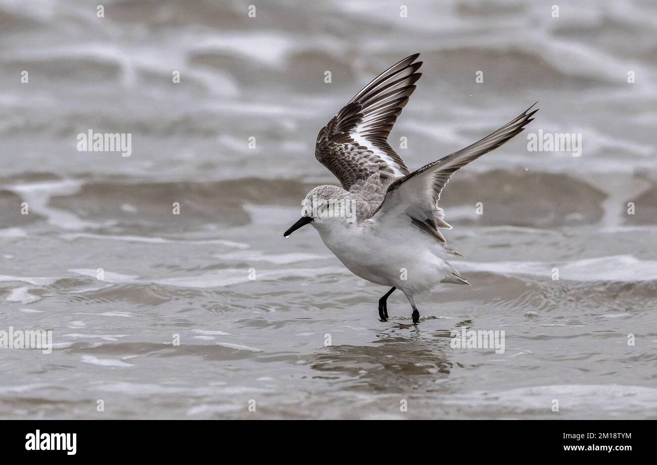 Sanderling, Calidris alba, en vol, atterrissage en surf pour préen. Plumage d'hiver. Banque D'Images