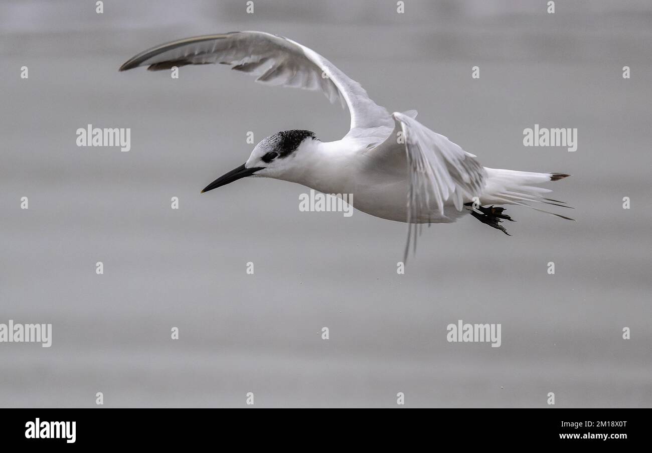 Sterne sandwich, Thalasseus sandvicensis, en vol, en plumage d'hiver. Texas. Banque D'Images