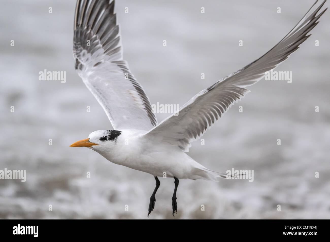 Royal tern, Thalasseus maximus, en vol en hiver, Texas. Banque D'Images