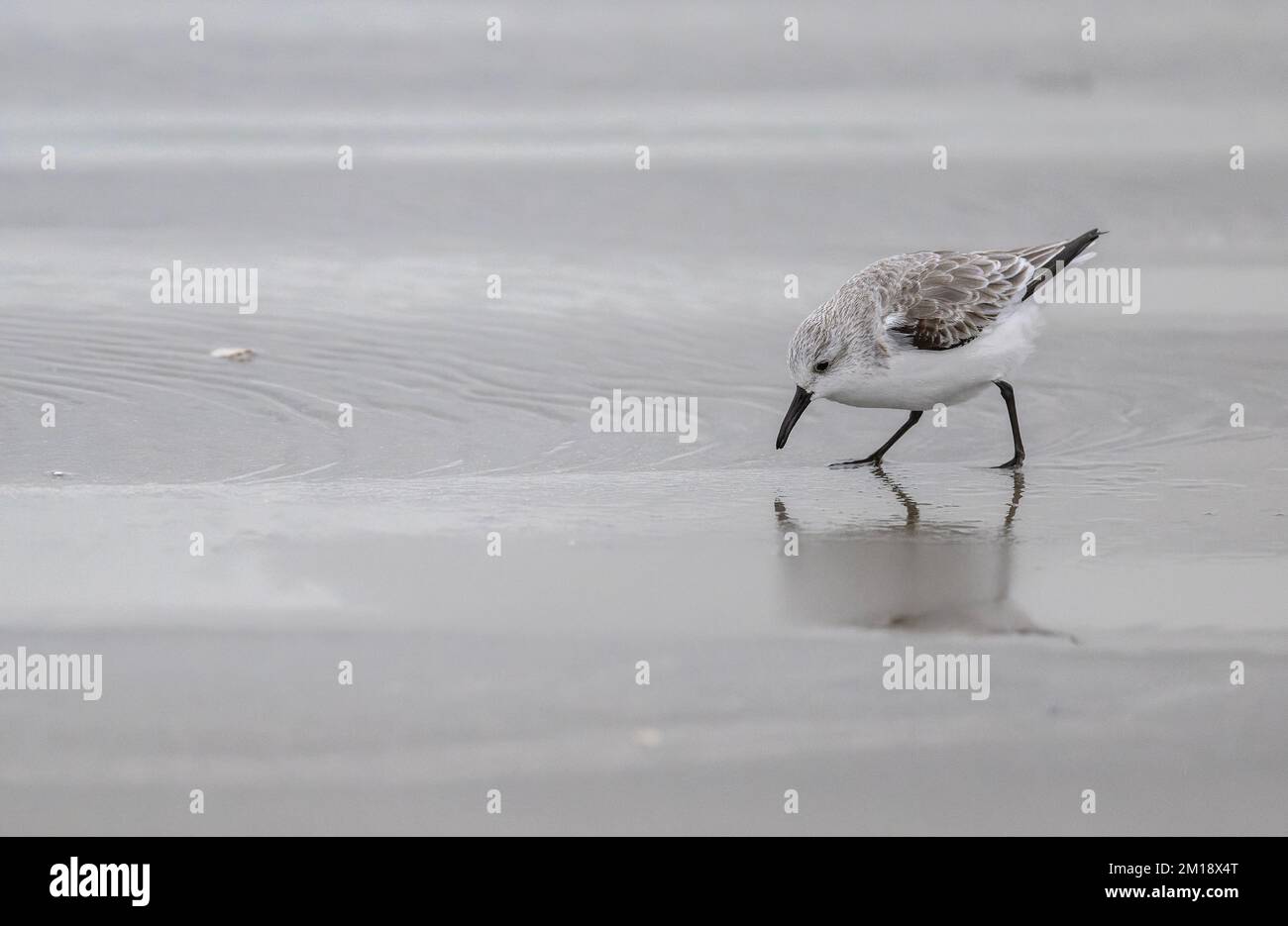 Sanderling, Calidris alba, se nourrissant sur une plage de sable en hiver. Banque D'Images