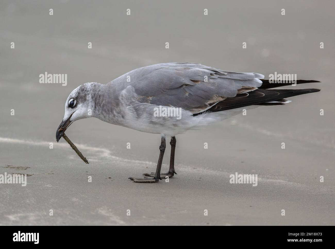 Goéland à bec, Larus delawarensis, se nourrissant à la plage, en plumage d'hiver. Banque D'Images