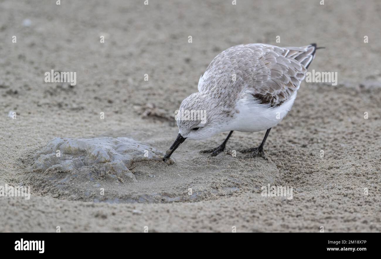 Sanderling, Calidris alba, en plumage d'hiver, se nourrissant de méduses de lune délavées, Aurelia aurita, sur une plage de sable. Texas. Banque D'Images