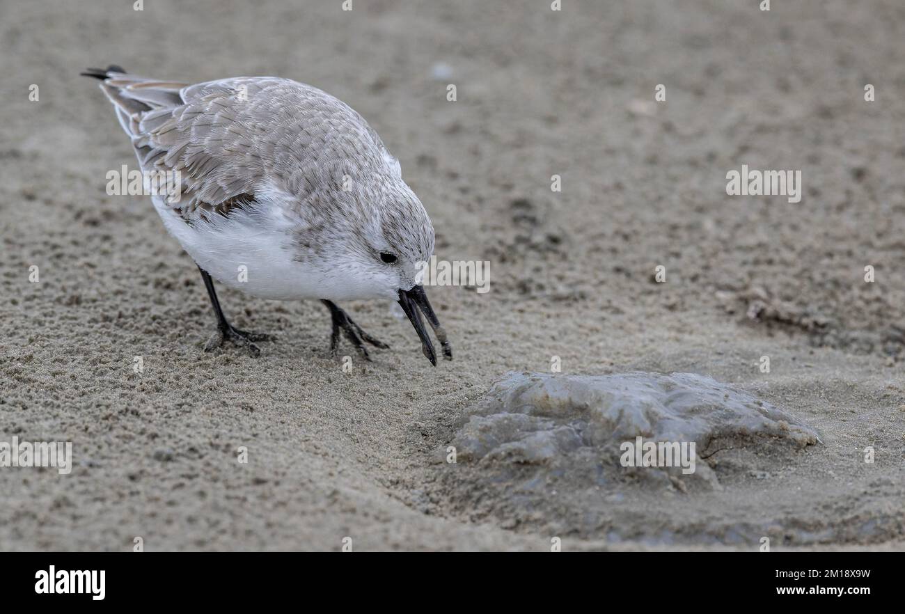 Sanderling, Calidris alba, en plumage d'hiver, se nourrissant de méduses de lune délavées, Aurelia aurita, sur une plage de sable. Texas. Banque D'Images
