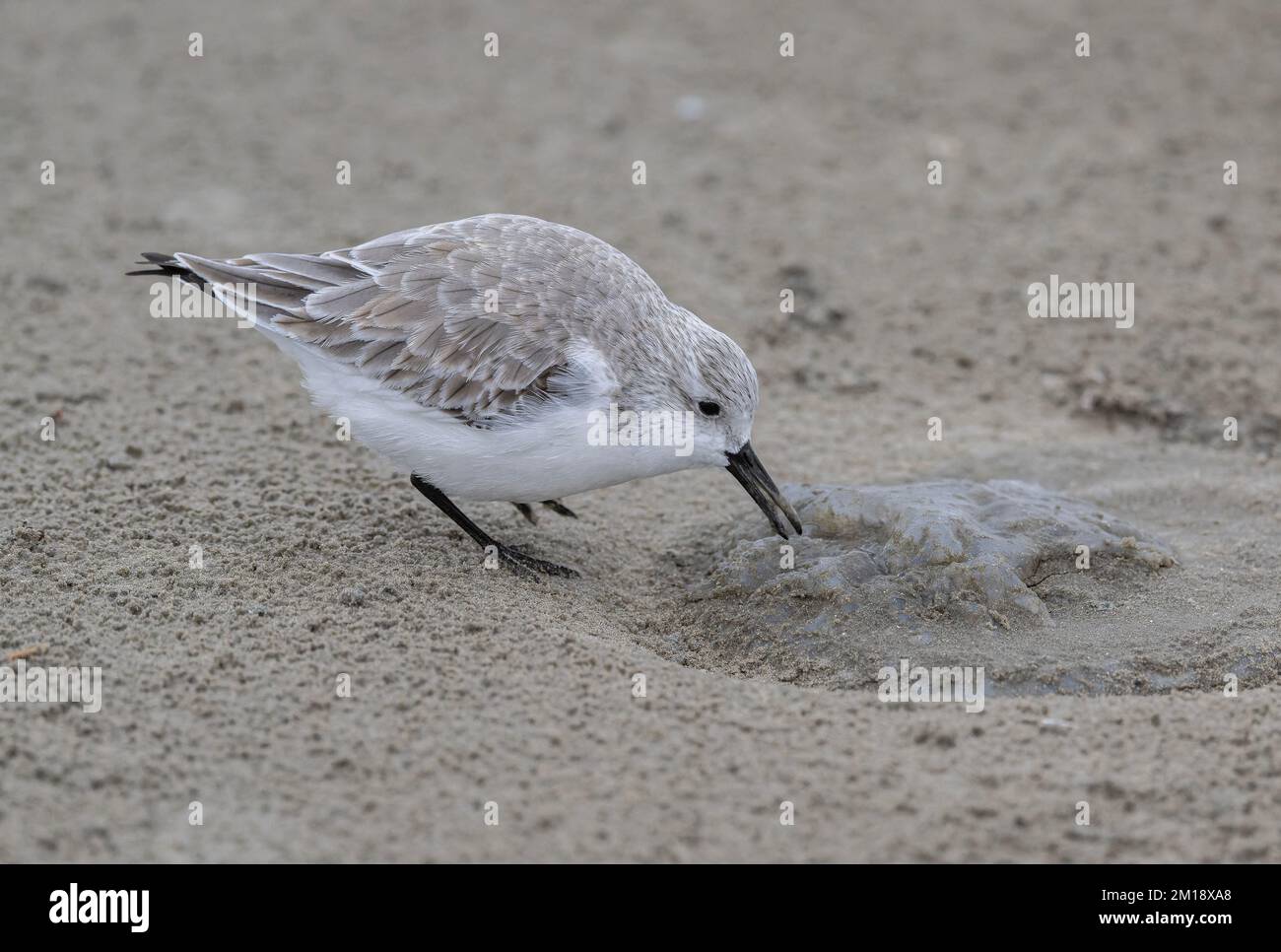 Sanderling, Calidris alba, en plumage d'hiver, se nourrissant de méduses de lune délavées, Aurelia aurita, sur une plage de sable. Texas. Banque D'Images