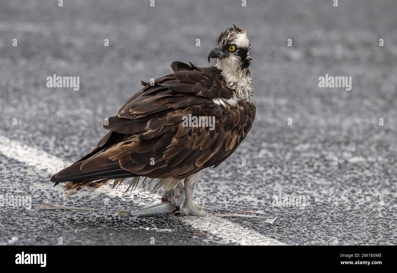 Osprey, Pandion haliatus, se nourrissant dans un parking couvert le jour d'hiver venteux, South Padre, Texas. Banque D'Images
