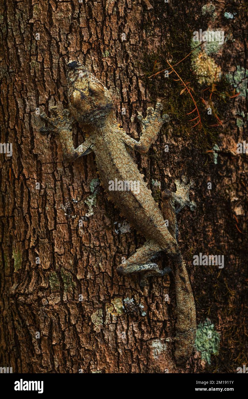 Gecko à queue géante - Uroplatus fimbriatus, forêt tropicale de Madagascar, gecko rare bien masqué, endémique à Madagascar, mimiridry, camouflage. Banque D'Images