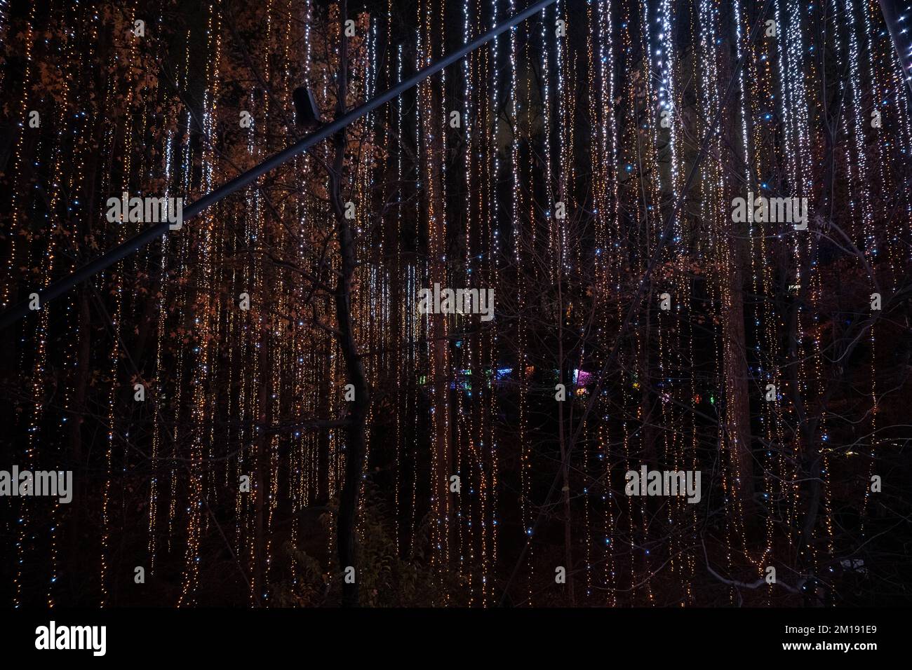Longues guirlandes de Noël suspendues aux arbres Banque D'Images