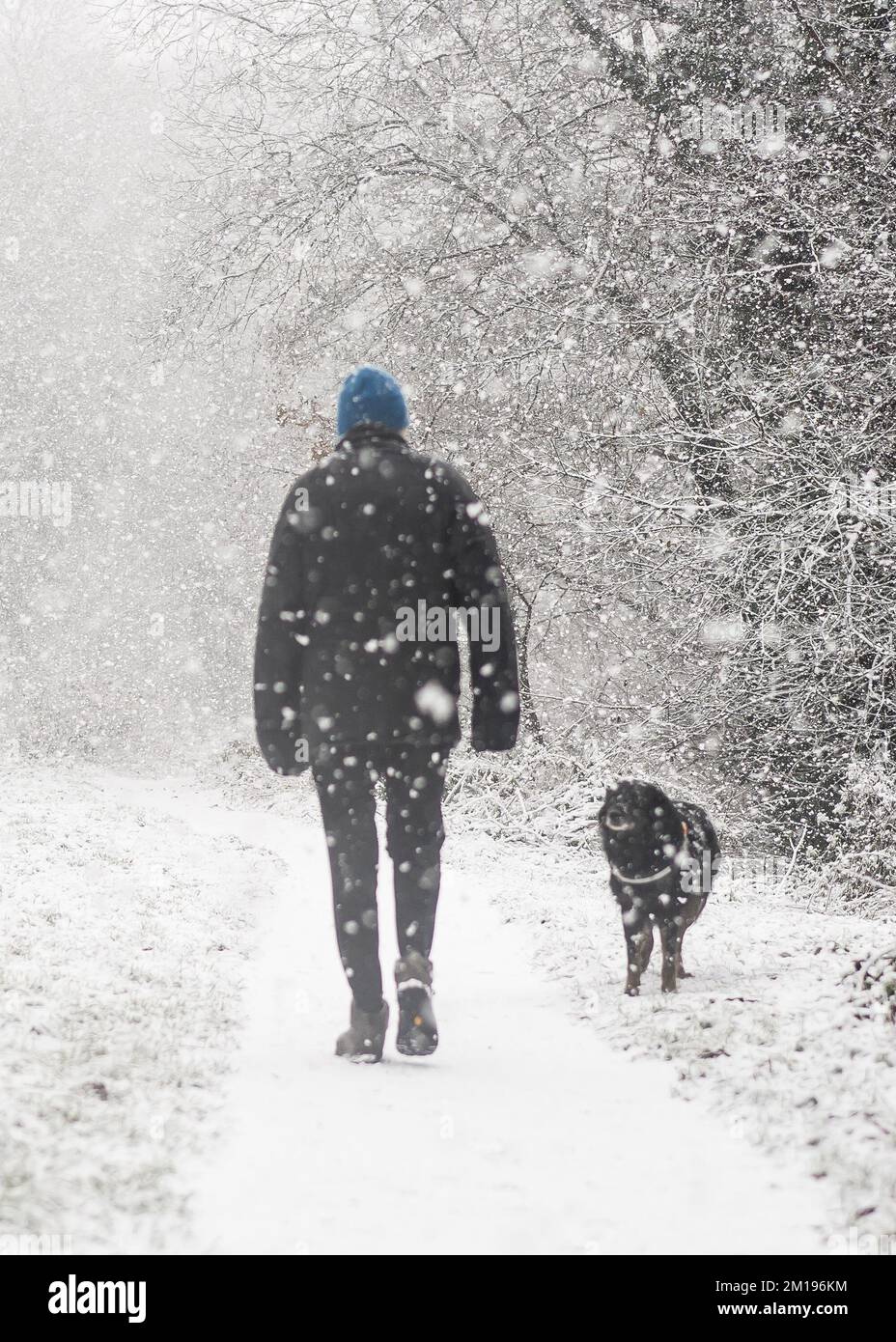 Kidderminster, Royaume-Uni. 11 décembre 2022. Météo britannique : la neige frappe les Midlands et les randonneurs pour une promenade le dimanche sont confrontés à une forte tempête de neige. Un propriétaire de chien, enveloppé dans un manteau chaud, un chapeau et des gants, brave les températures inférieures à zéro en promenant son chien, Max - une croix de collie de frontière la plus obéissante, sur le chemin de halage le long d'un canal gelé du Worcestershire. Crédit : Lee Hudson/Alamy Live News Banque D'Images