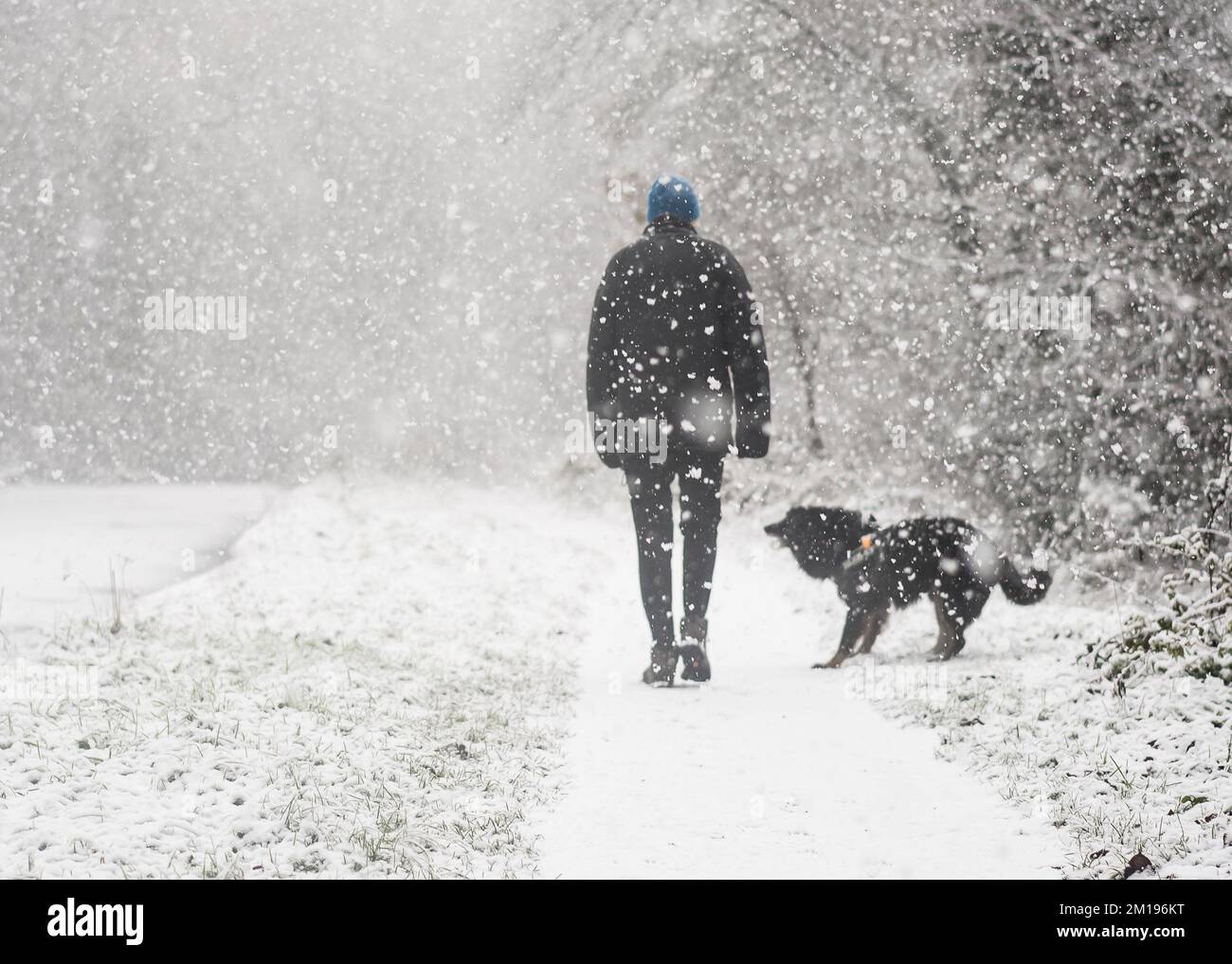 Kidderminster, Royaume-Uni. 11th décembre 2022. Météo au Royaume-Uni : la neige frappe les Midlands ! Les marcheurs qui se promènent le dimanche sont accueillis par une tempête de neige. Un maître de chien, enveloppé dans un manteau chaud, un chapeau et des gants, brave le froid en marchant son chien de compagnie, Max - une frontière collie croix, sur le chemin de halage le long d'un canal gelé Worcestershire. Crédit : Lee Hudson/Alay Live News Banque D'Images