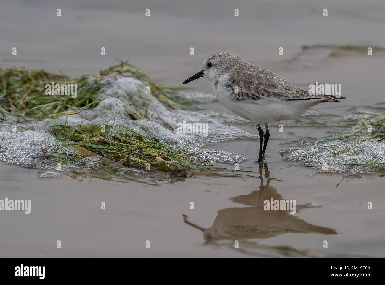 Sanderling, Calidris alba, se nourrissant parmi l'anguille-herbe sur la plage de sable en hiver, après les tempêtes. Banque D'Images