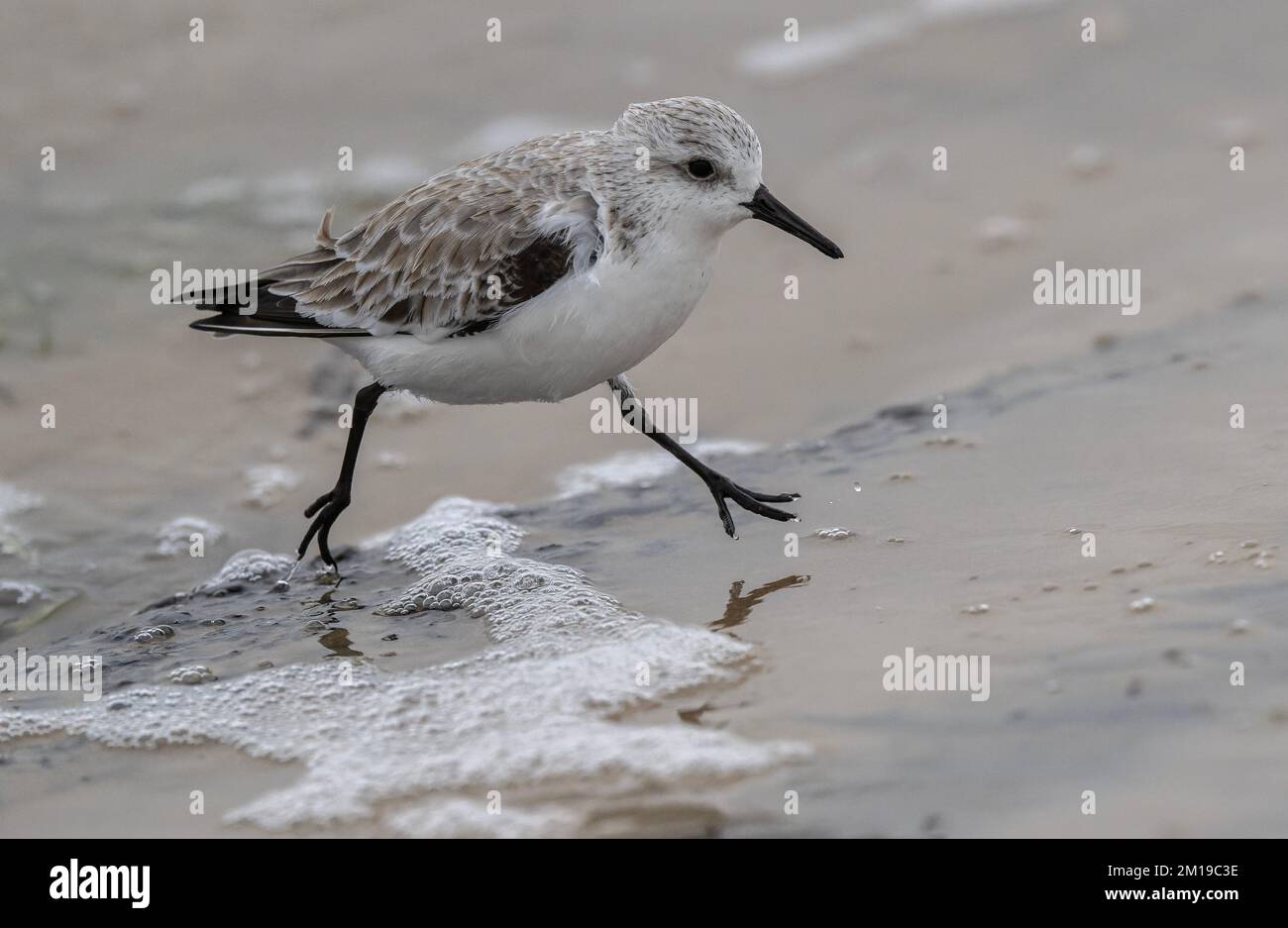 Sanderling, Calidris alba, se nourrissant sur une plage de sable en hiver. Banque D'Images