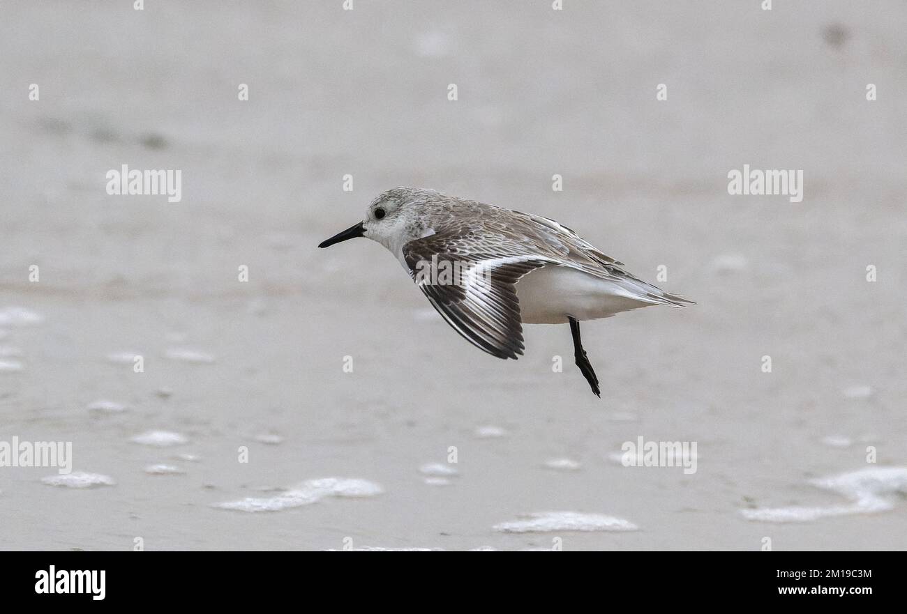 Sanderling, Calidris alba, en vol sur une plage de sable, en hiver. Banque D'Images