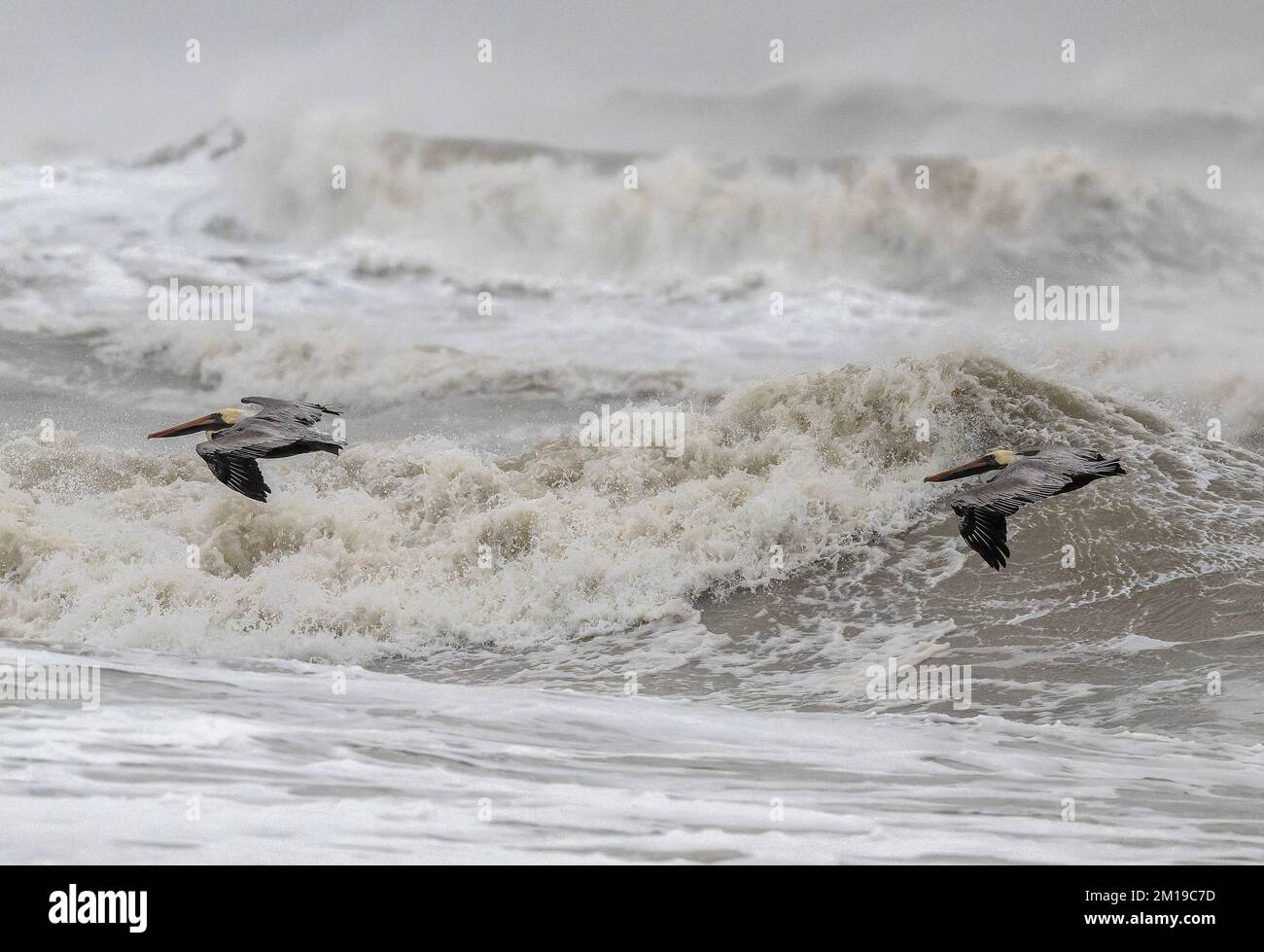 Pélicans bruns, Pelecanus occidentalis, volant au-dessus des mers rugueuses dans le golfe du Mexique, au sud du Texas, après des galas hivernales. Banque D'Images