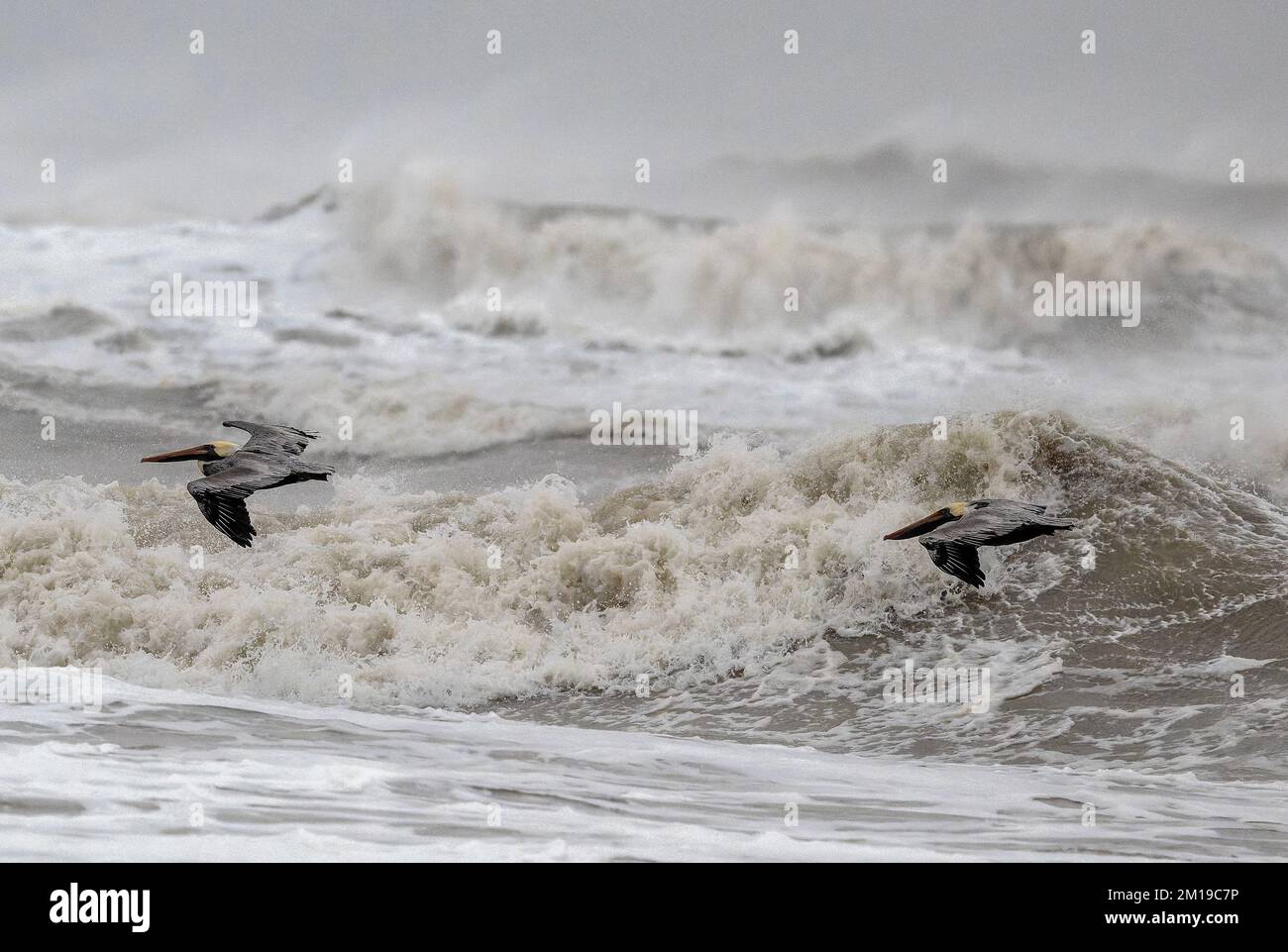 Pélicans bruns, Pelecanus occidentalis, volant au-dessus des mers rugueuses dans le golfe du Mexique, au sud du Texas, après des galas hivernales. Banque D'Images