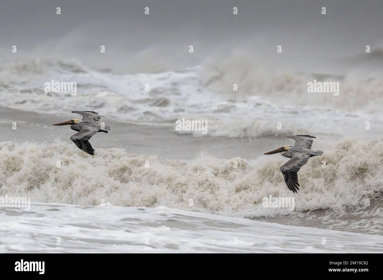 Pélicans bruns, Pelecanus occidentalis, volant au-dessus des mers rugueuses dans le golfe du Mexique, au sud du Texas, après des galas hivernales. Banque D'Images